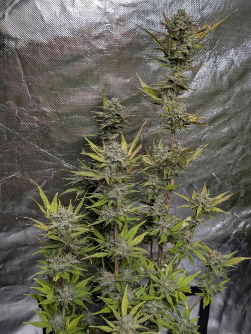 Melon Mosh Auto x3. Week 11
