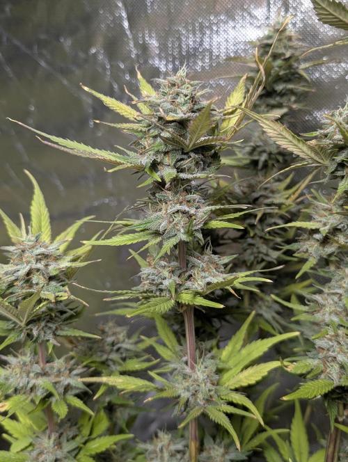 Melon Mosh Auto x3. Week 11