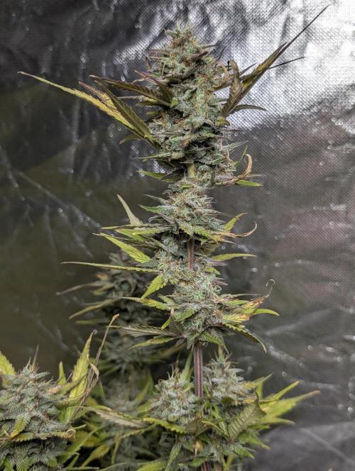 Melon Mosh Auto x3. Week 11
