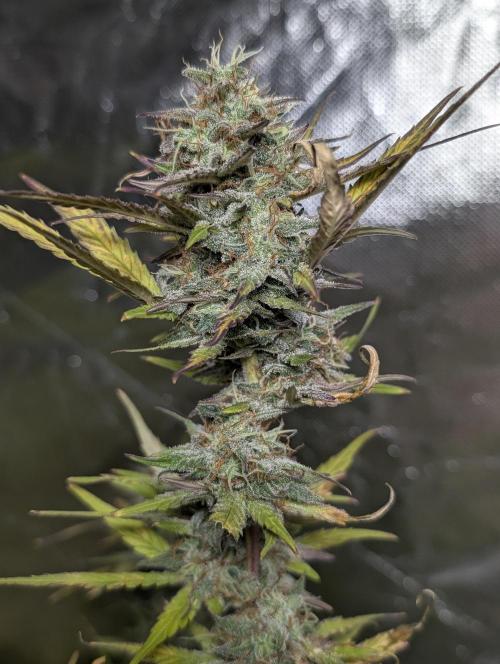 Melon Mosh Auto x3. Week 11