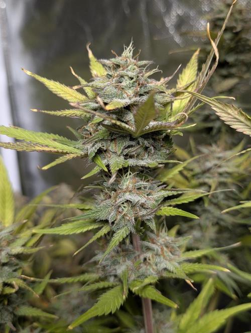 Melon Mosh Auto x3. Week 11