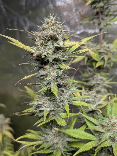 Melon Mosh Auto. Week 11