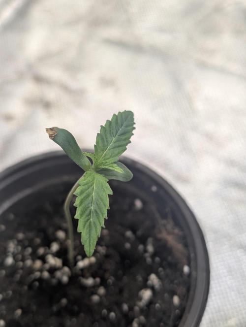 Frosted Guava Auto x3. Week 1