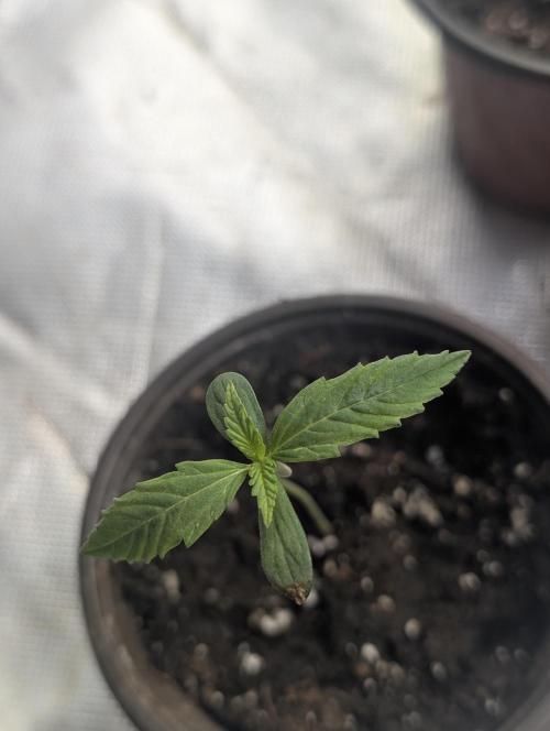 Frosted Guava Auto x3. Week 1