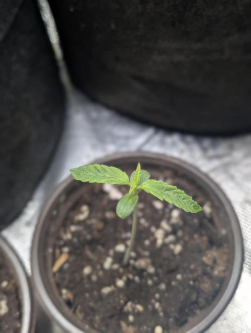 Frosted Guava Auto x3. Week 1