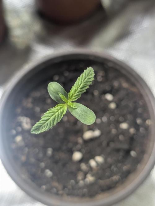 Frosted Guava Auto x3. Week 1