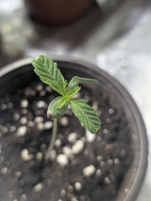 Frosted Guava Auto x3. Week 1