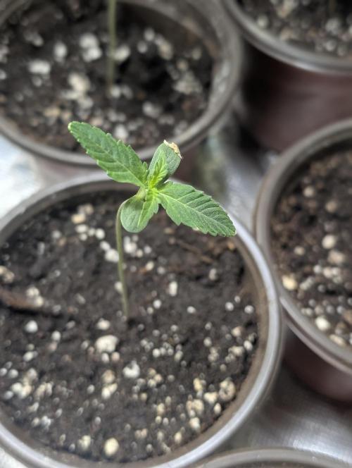Frosted Guava Auto x3. Week 1