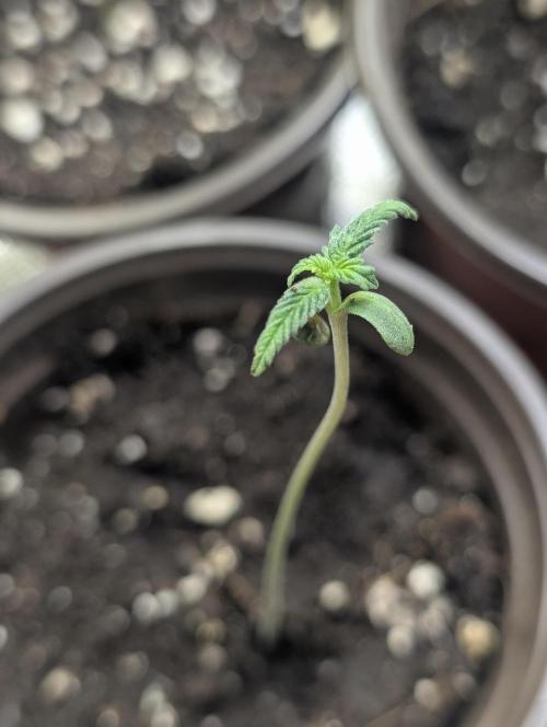 Frosted Guava Auto x3. Week 1