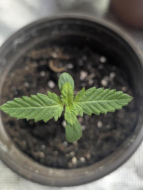 Guava X Gelato 41. Week 1