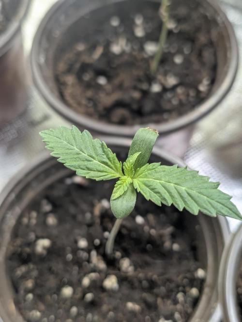 Guava X Gelato 41. Week 1