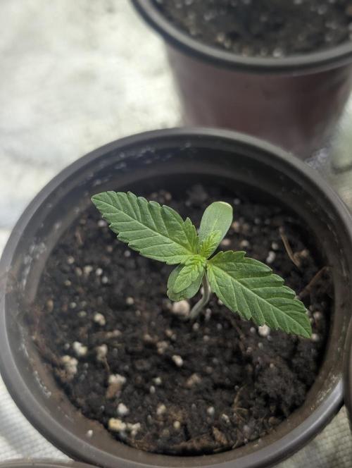 Guava X Gelato 41. Week 1
