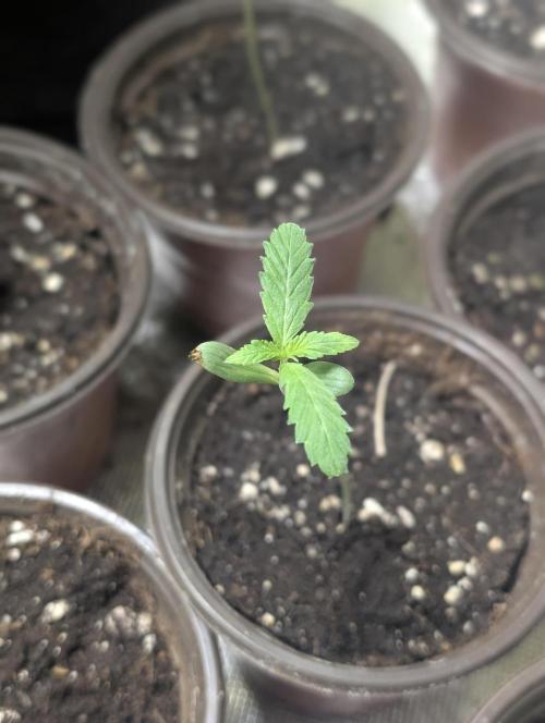 Guava X Gelato 41. Week 1