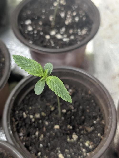 Guava X Gelato 41 x3. Week 1