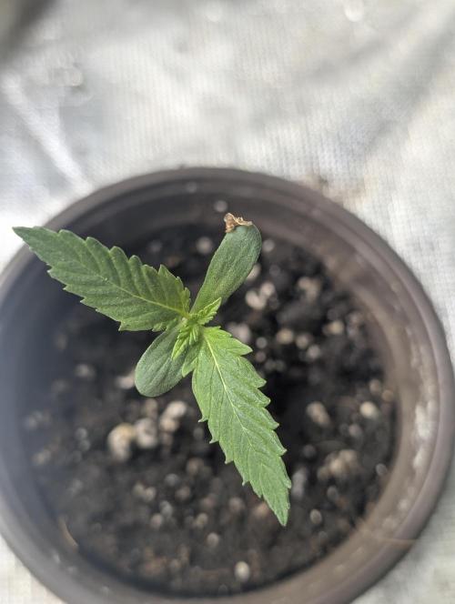 Guava X Gelato 41 x3. Week 1