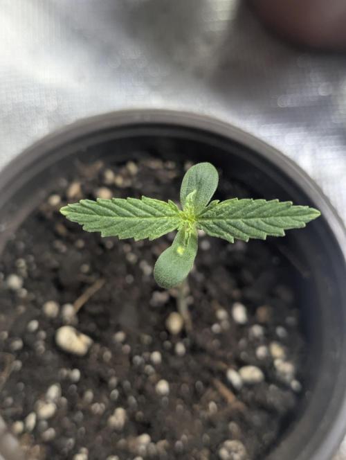Sweet Mango Auto x4. Week 1