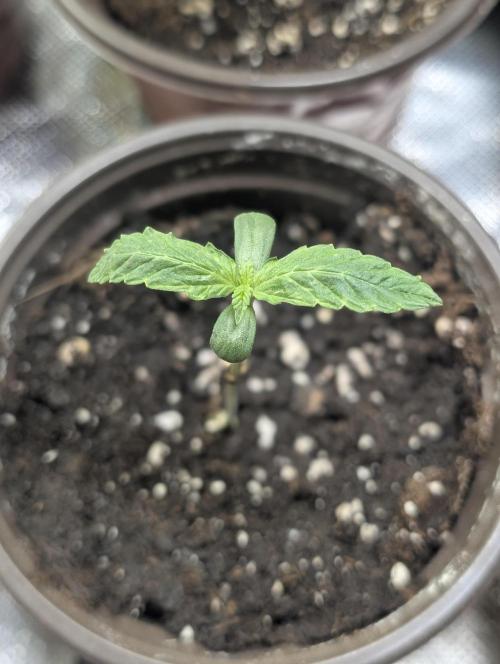 Sweet Mango Auto x4. Week 1