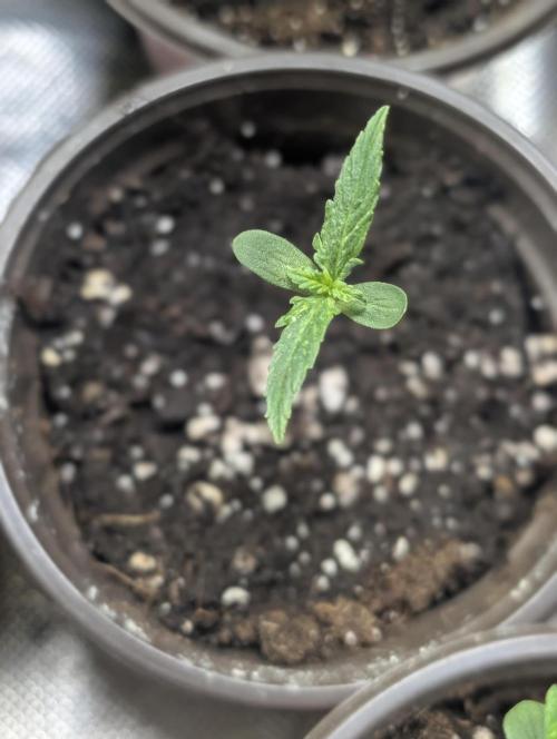 Sweet Mango Auto x4. Week 1
