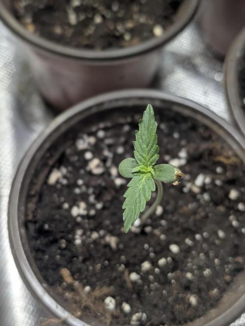 Sweet Mango Auto x4. Week 1