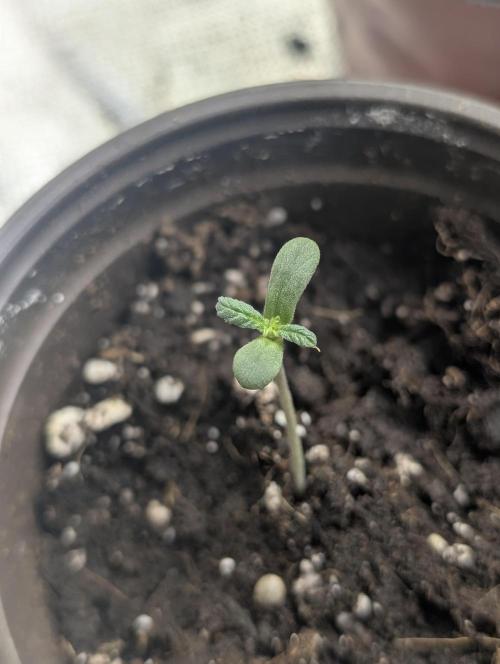 Sweet Mango x3. Week 1