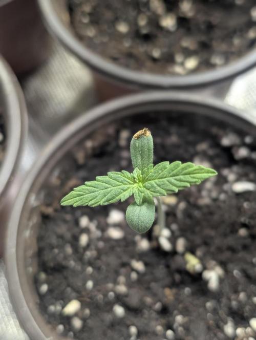 Sweet Mango x3. Week 1