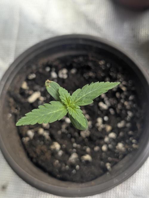 Chemical Candy Auto x3. Week 1