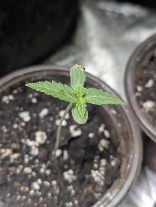 Chemical Candy Auto x3. Week 1