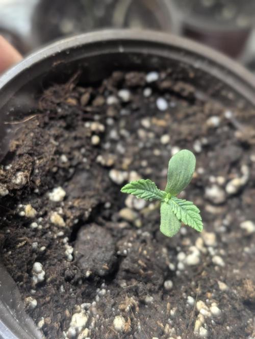 Chemical Candy Auto x3. Week 1