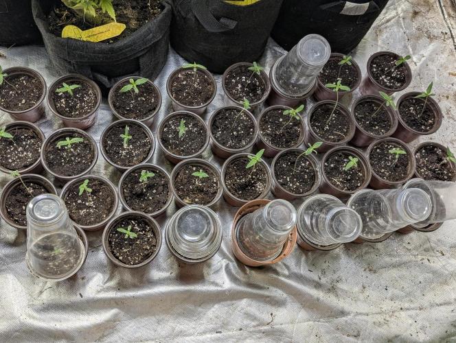 Chemical Candy Auto x3. Week 1