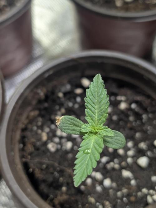 Chemical Candy Auto x3. Week 1