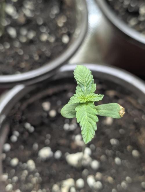 Chemical Candy Auto x3. Week 1
