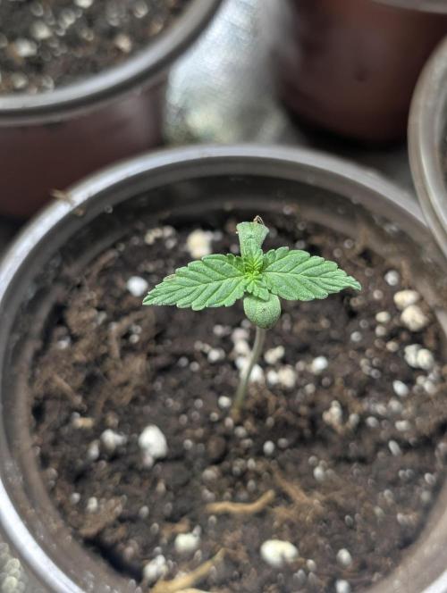 Chemical Candy Auto x3. Week 1