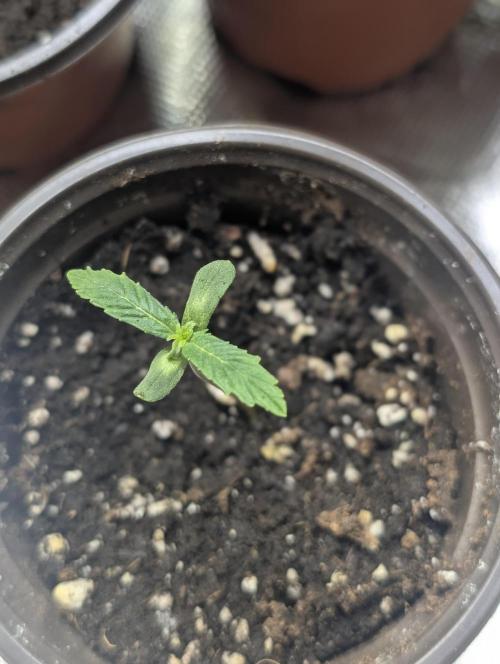 Chemical Candy Auto x3. Week 1