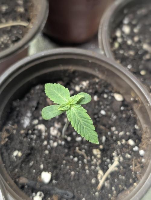 Chemical Candy Auto x3. Week 1