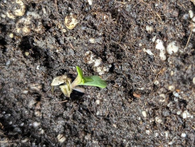 Purple Lemon Tree XLL x4. Week 1