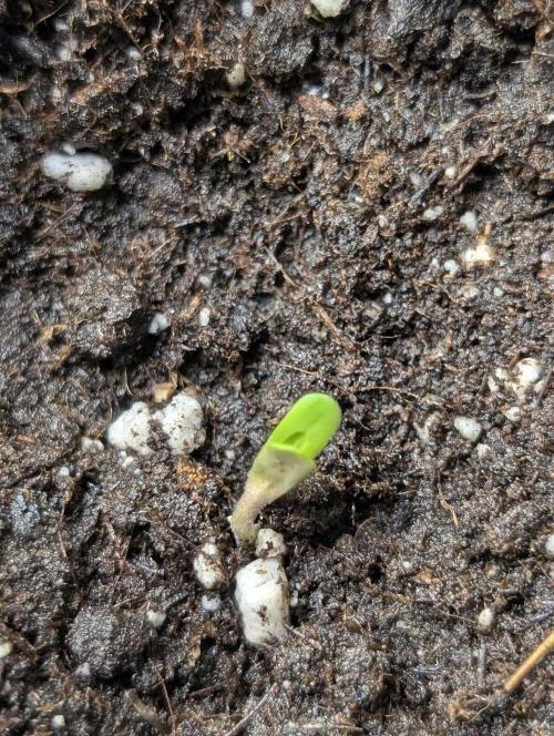 Purple Lemon Tree XLL x4. Week 1