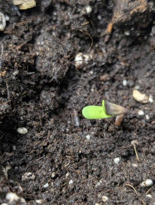 Purple Lemon Tree XLL x4. Week 1