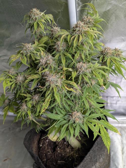 Cotton Berry Rush Auto x4. Week 12