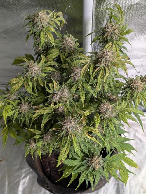 Cotton Berry Rush Auto x4. Week 12
