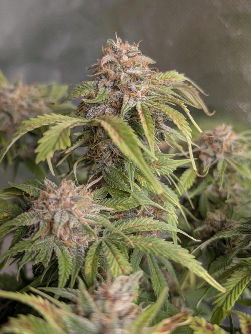 Cotton Berry Rush Auto x4. Week 12