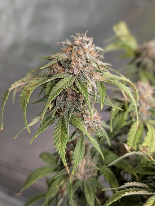 Cotton Berry Rush Auto x4. Week 12