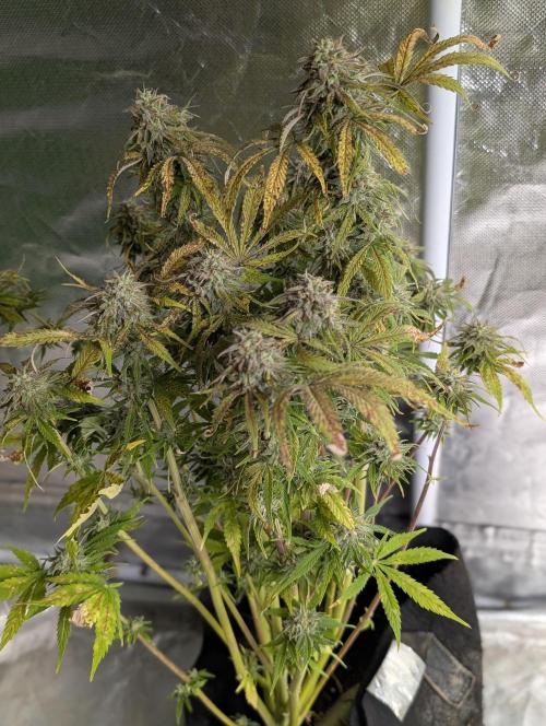 Cotton Berry Rush Auto x4. Week 12