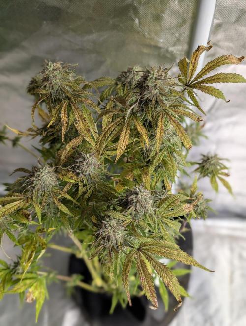 Cotton Berry Rush Auto x4. Week 12