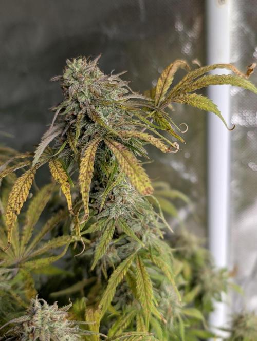 Cotton Berry Rush Auto x4. Week 12