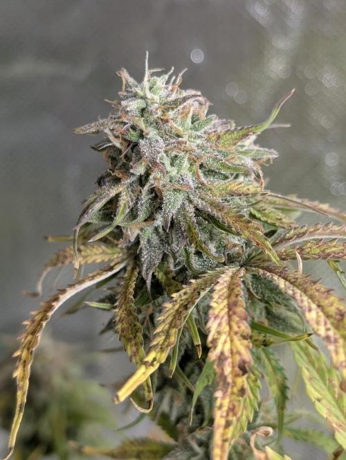 Cotton Berry Rush Auto x4. Week 12