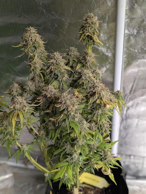 Cotton Berry Rush Auto x4. Week 12