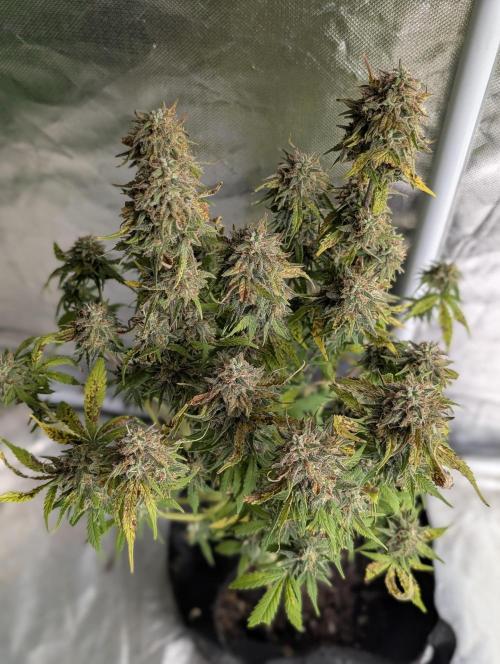 Cotton Berry Rush Auto x4. Week 12