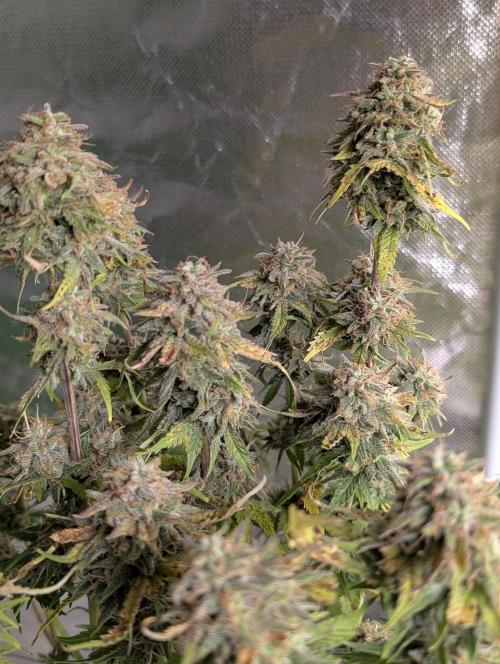 Cotton Berry Rush Auto x4. Week 12