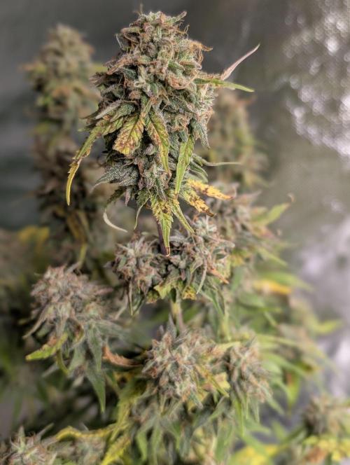 Cotton Berry Rush Auto x4. Week 12