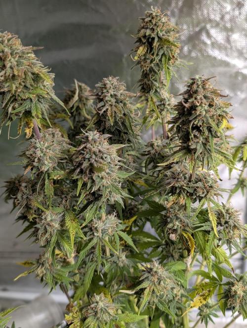 Cotton Berry Rush Auto x4. Week 12